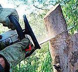 Tree and Shrub Care in West Homestead, PA