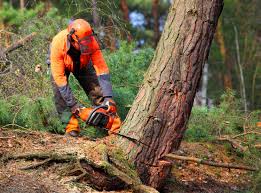 Reliable West Homestead, PA Tree Care Solutions