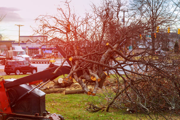How Our Tree Care Process Works  in  West Homestead, PA